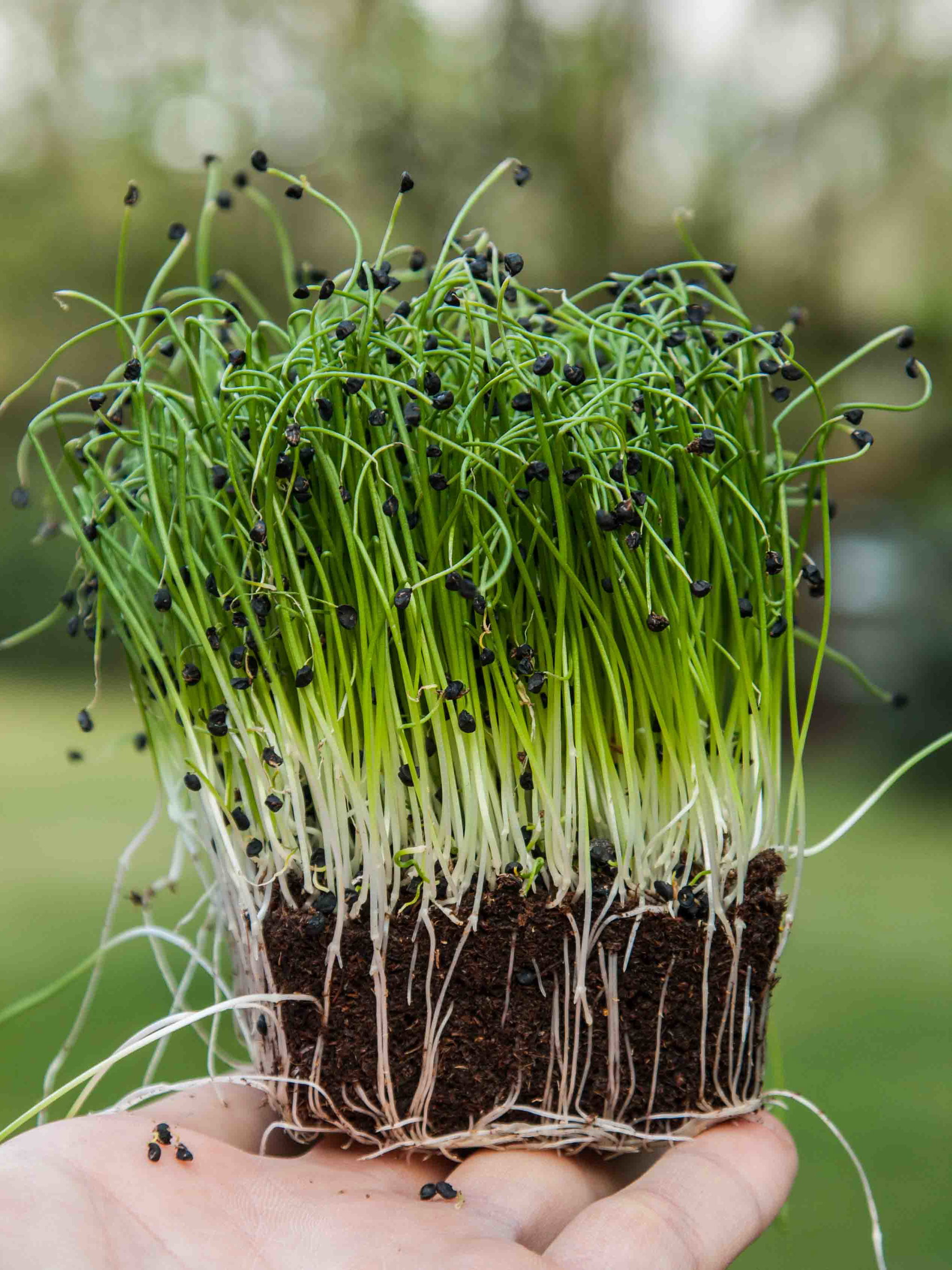 Asian Green Onions _0