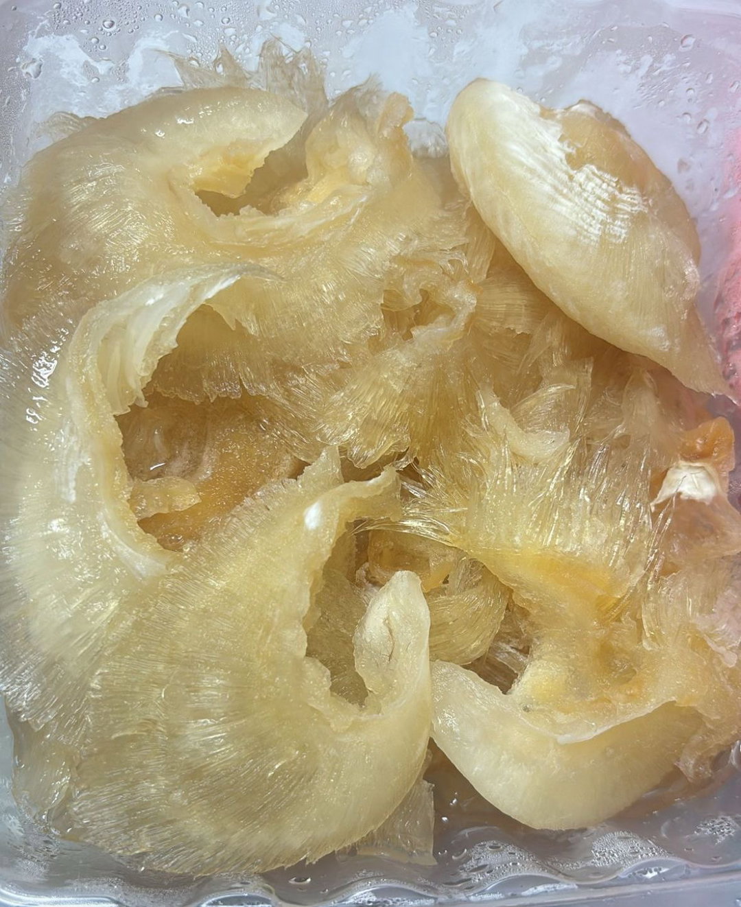 Fresh Sharksfin whole piece 500grams
