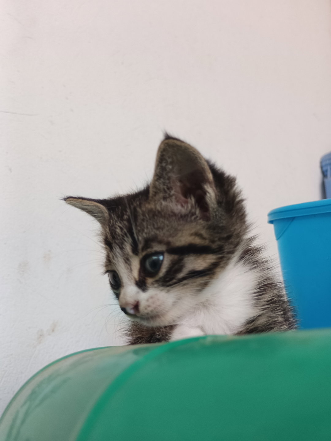 Black strip short hair cat