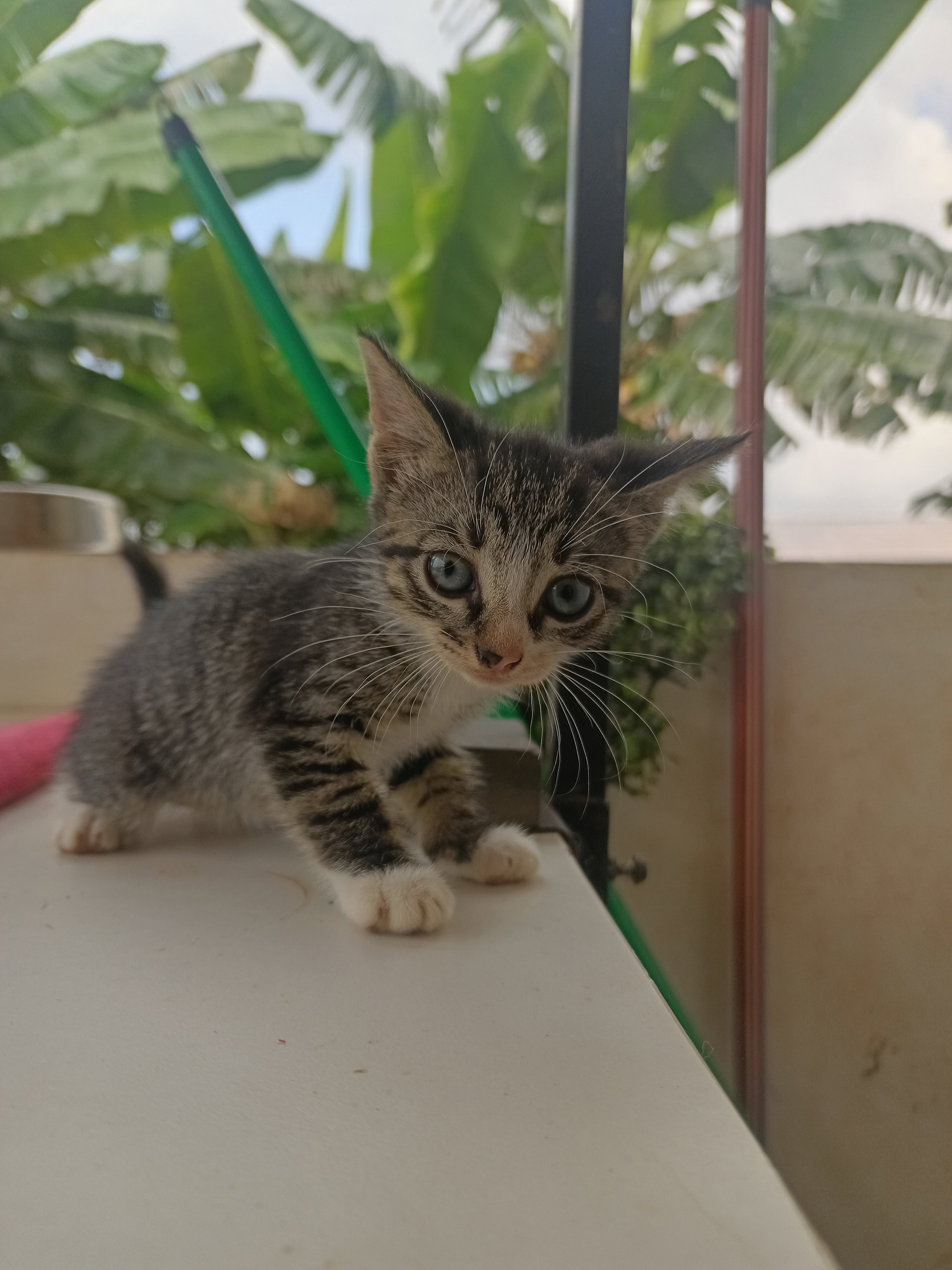 Black strip short hair cat_1