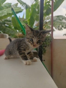 Black strip short hair cat
