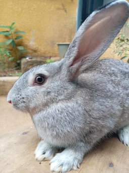 Gros lapins vivants 