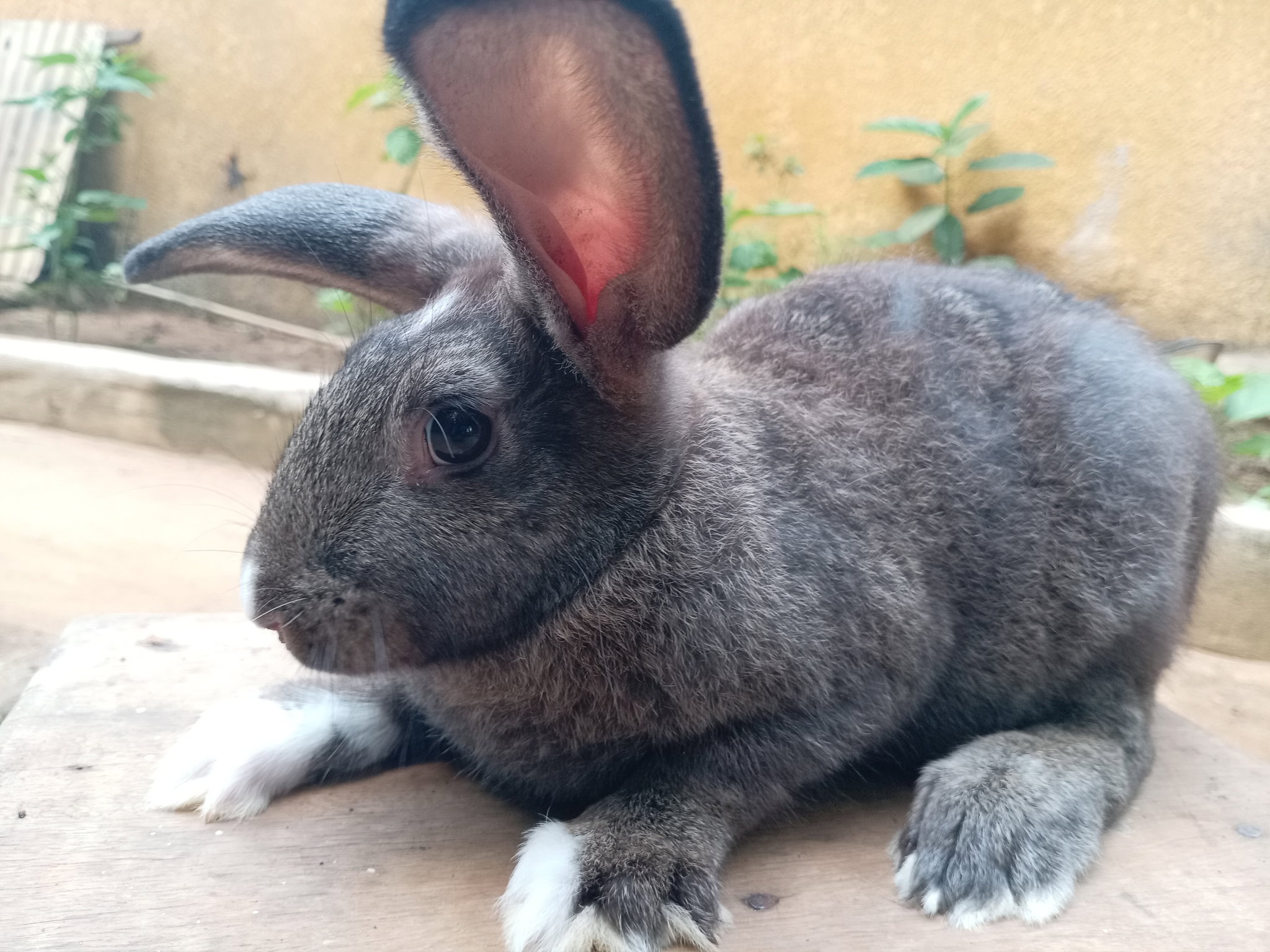 Lapin du Roi 👑👑👑_0