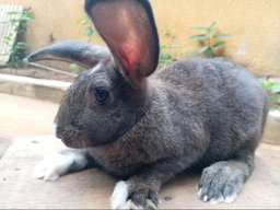 Très Gros lapins vivants 