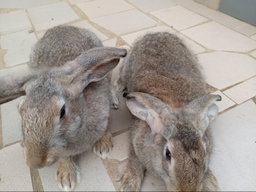 Lapins reproducteurs 