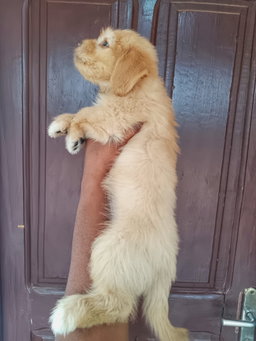 Puppies 