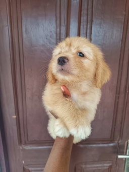 Miniature poodle 