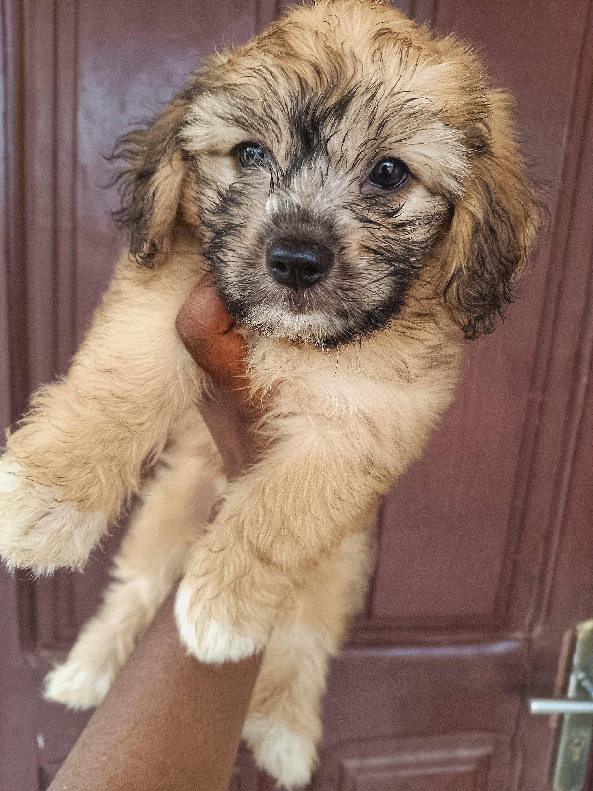 Miniature poodle _1