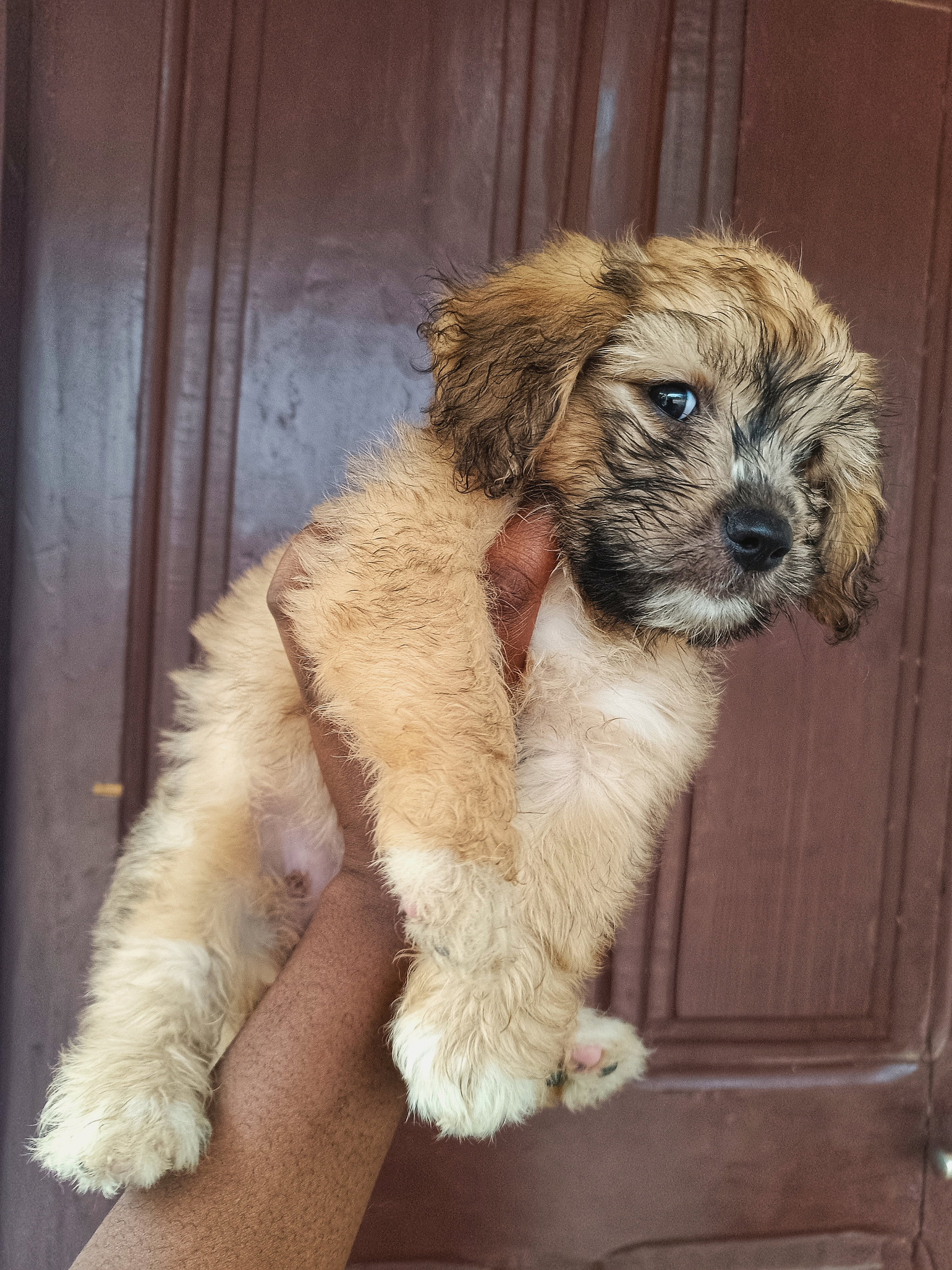Miniature poodle _0