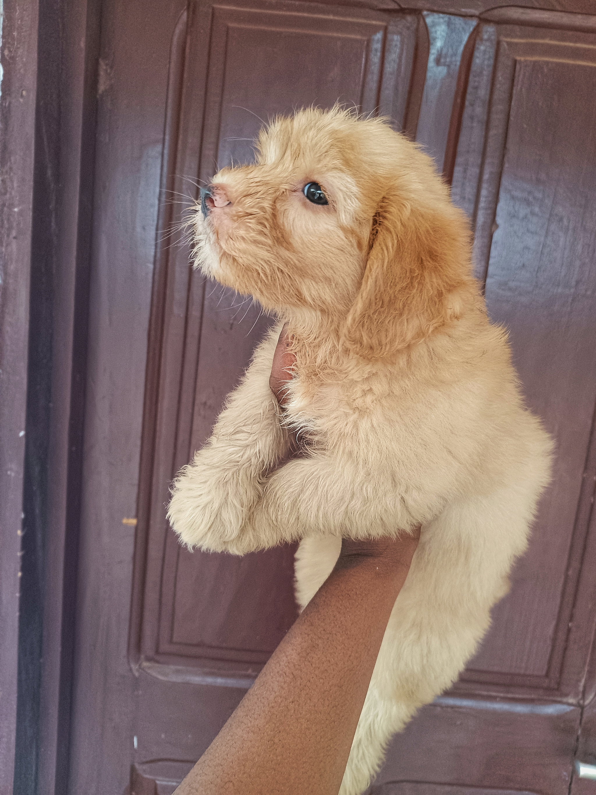 Miniature poodle _1