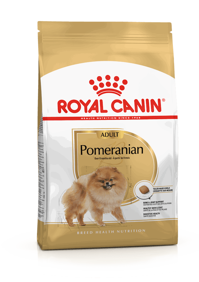 Pomeranian Adult_0