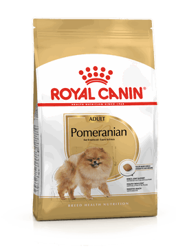 Pomeranian Adult
