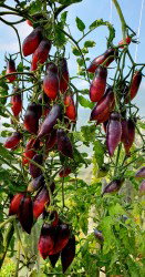🍅KUMQUAT PINK OPAL CHERRY TOMATO🍅 x 10 organic seeds 