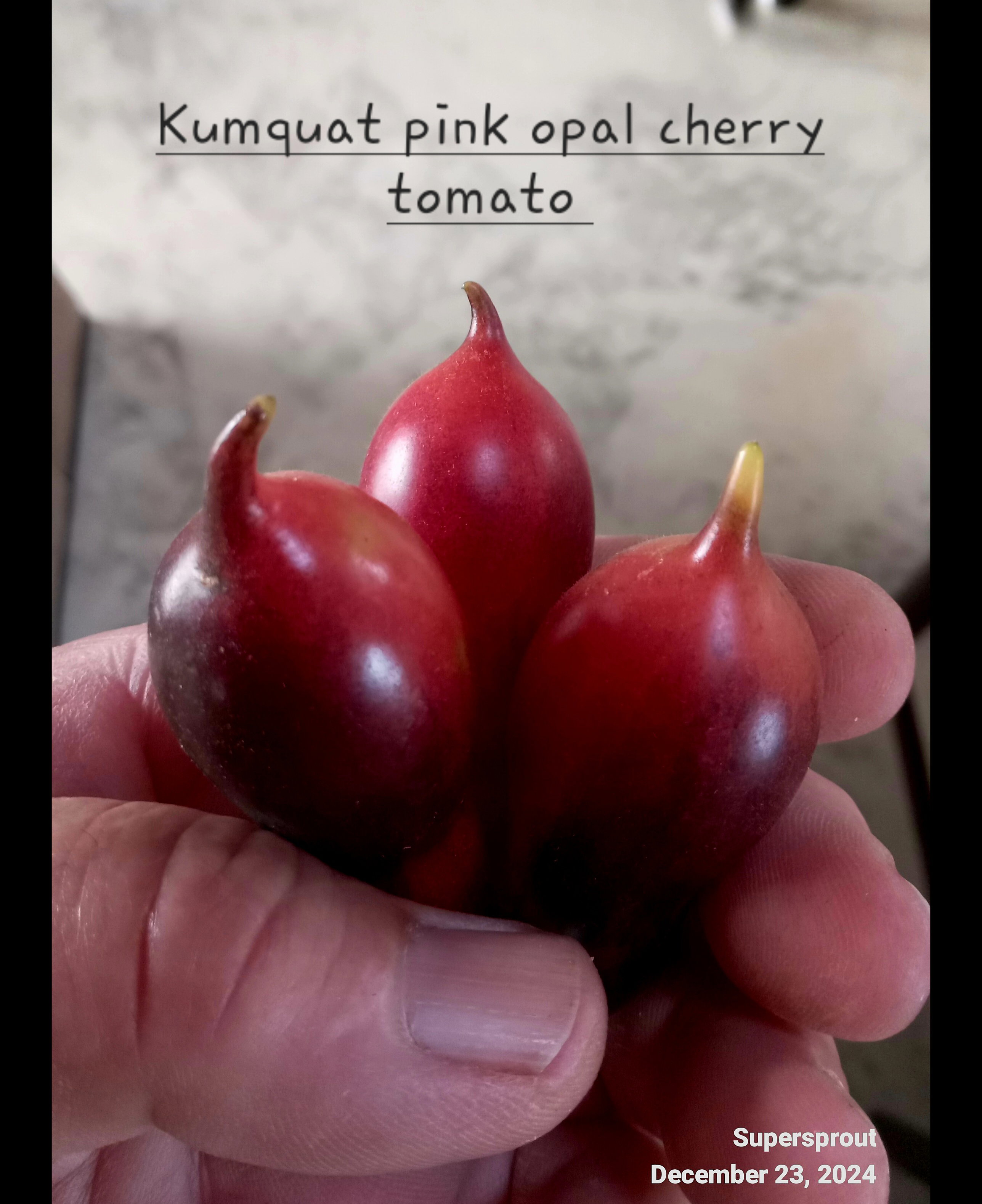 🍅KUMQUAT PINK OPAL CHERRY TOMATO🍅 x 10 organic seeds _6