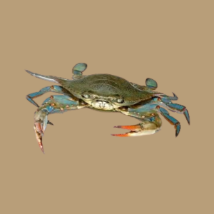 Blue Crab