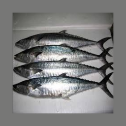 Sea Fish