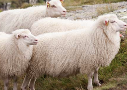 Qurban Sedeqah