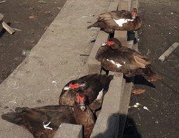 Ouă incubat rață leșească ciocolatie