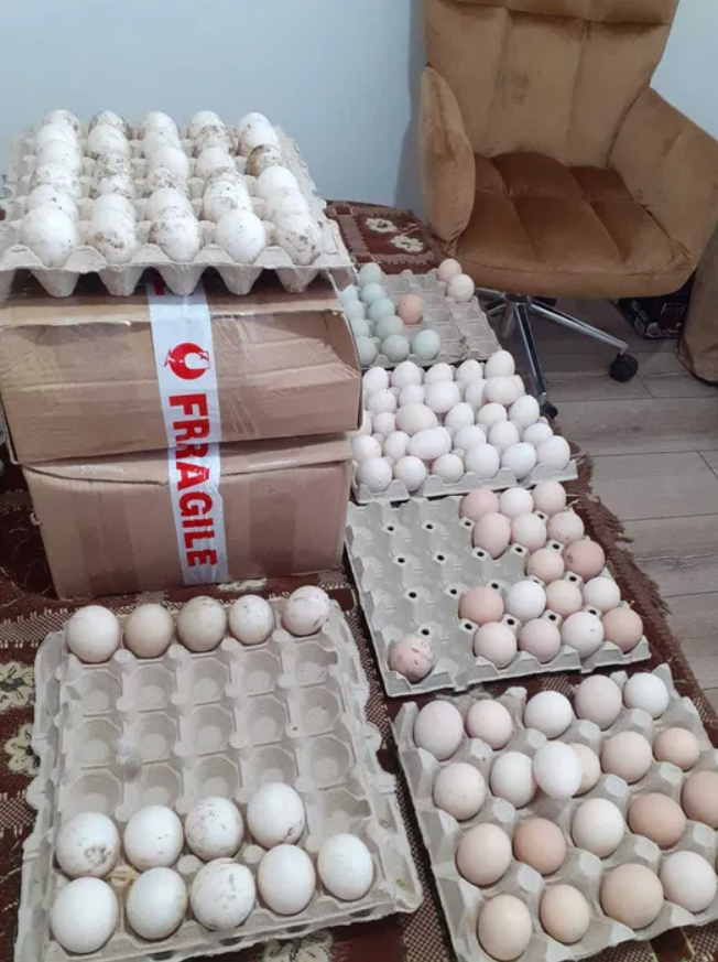 Ouă incubat rață leșească ciocolatie_2