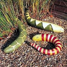 🐍SNAKE GOURD🐍 x 5 seeds