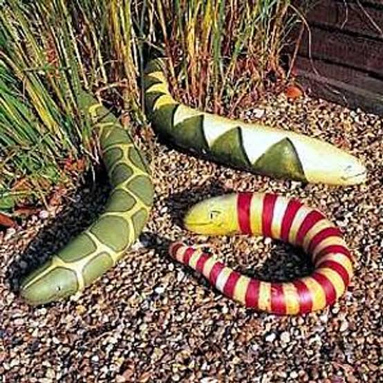 🐍SNAKE GOURD🐍 x 5 seeds_2