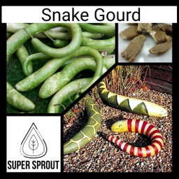 🐍SNAKE GOURD🐍 x 5 seeds