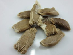 🐍SNAKE GOURD🐍 x 5 seeds