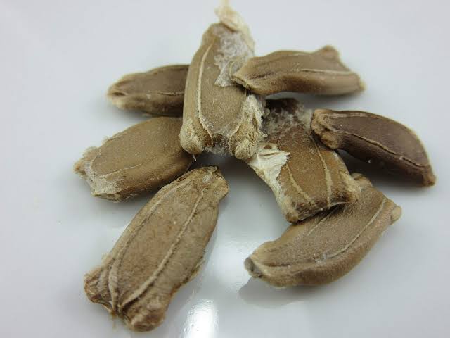 🐍SNAKE GOURD🐍 x 5 seeds_5