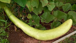 🐍SNAKE GOURD🐍 x 5 seeds