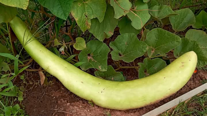 🐍SNAKE GOURD🐍 x 5 seeds_3