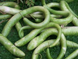 🐍SNAKE GOURD🐍 x 5 seeds