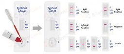 Typhoid Strip