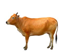 Lembu Qurban x 7Bhgn @RM700