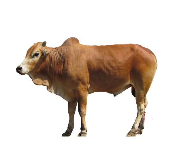 Lembu Qurban x 7Bhgn @ RM1250