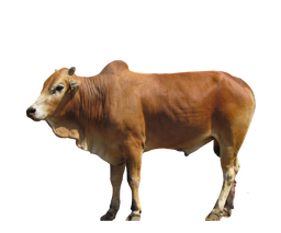 Lembu Qurban x 7Bhgn @ RM1250