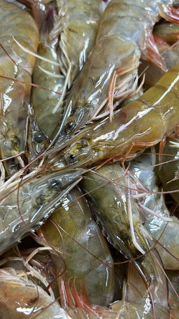 Prawn 25-30 pcs $30.00/kg