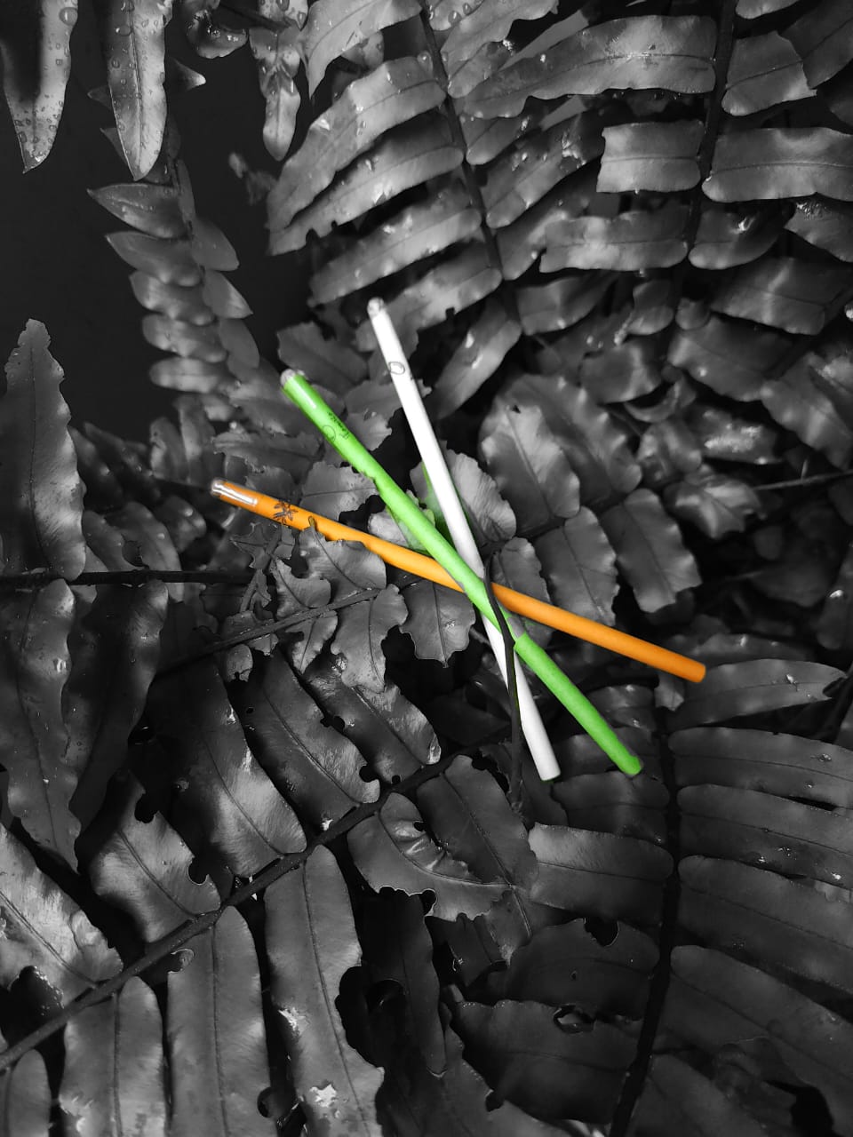 Plantable seed pencil (MOQ 500)_0