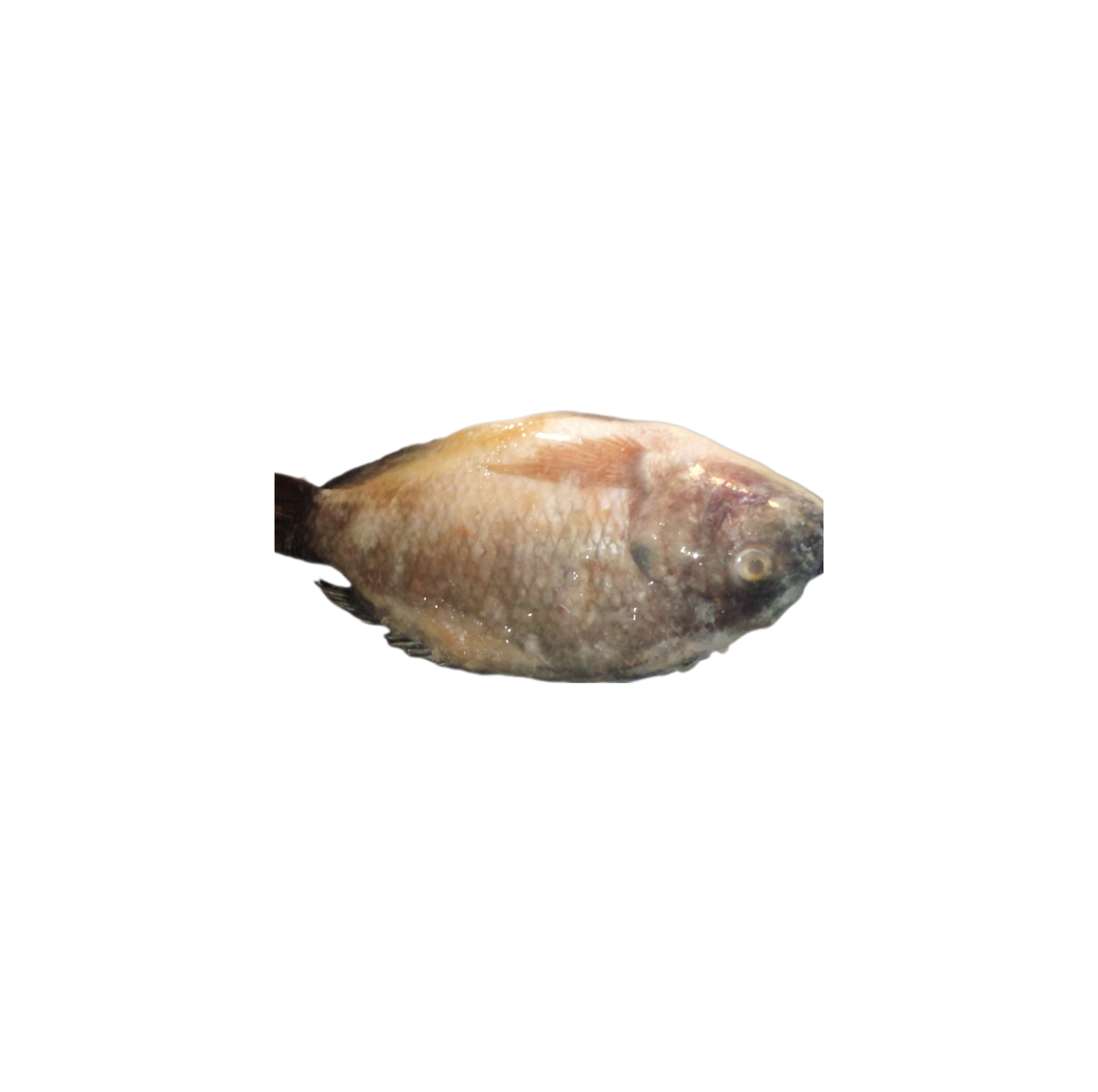 Poisson _0