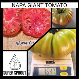 🍅NAPA GIANT TOMATO🍅 x 10 seeds