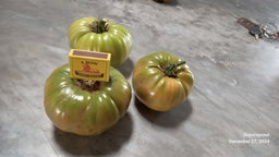 🍅NAPA GIANT TOMATO🍅 x 10 seeds