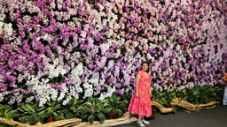 Dendrobium 