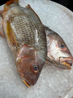 Whole Ang Cho 900grams - 1kg