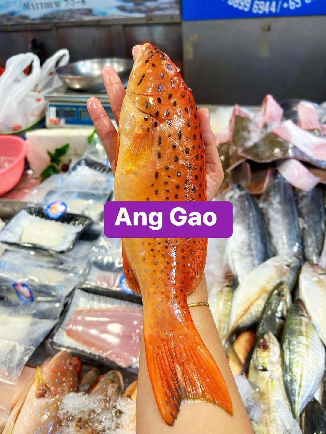 Whole Red Garoupa 900grams - 1kg (comes with head and bones)