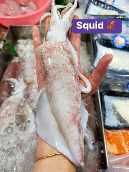Squid 