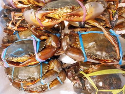 Crabs