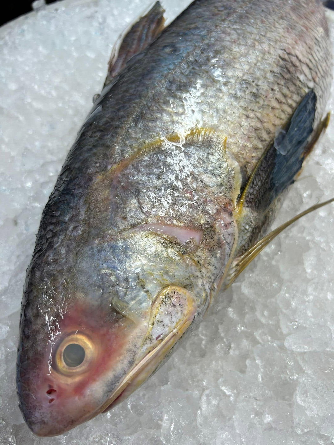 Whole Threadfin 