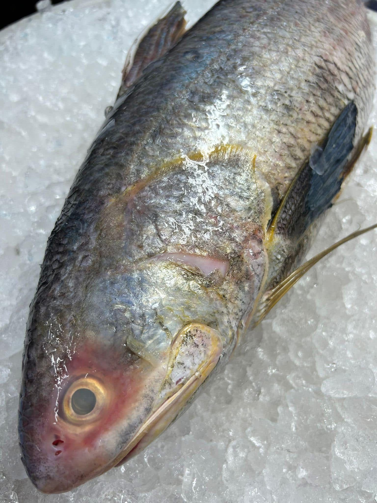 Whole Threadfin _0