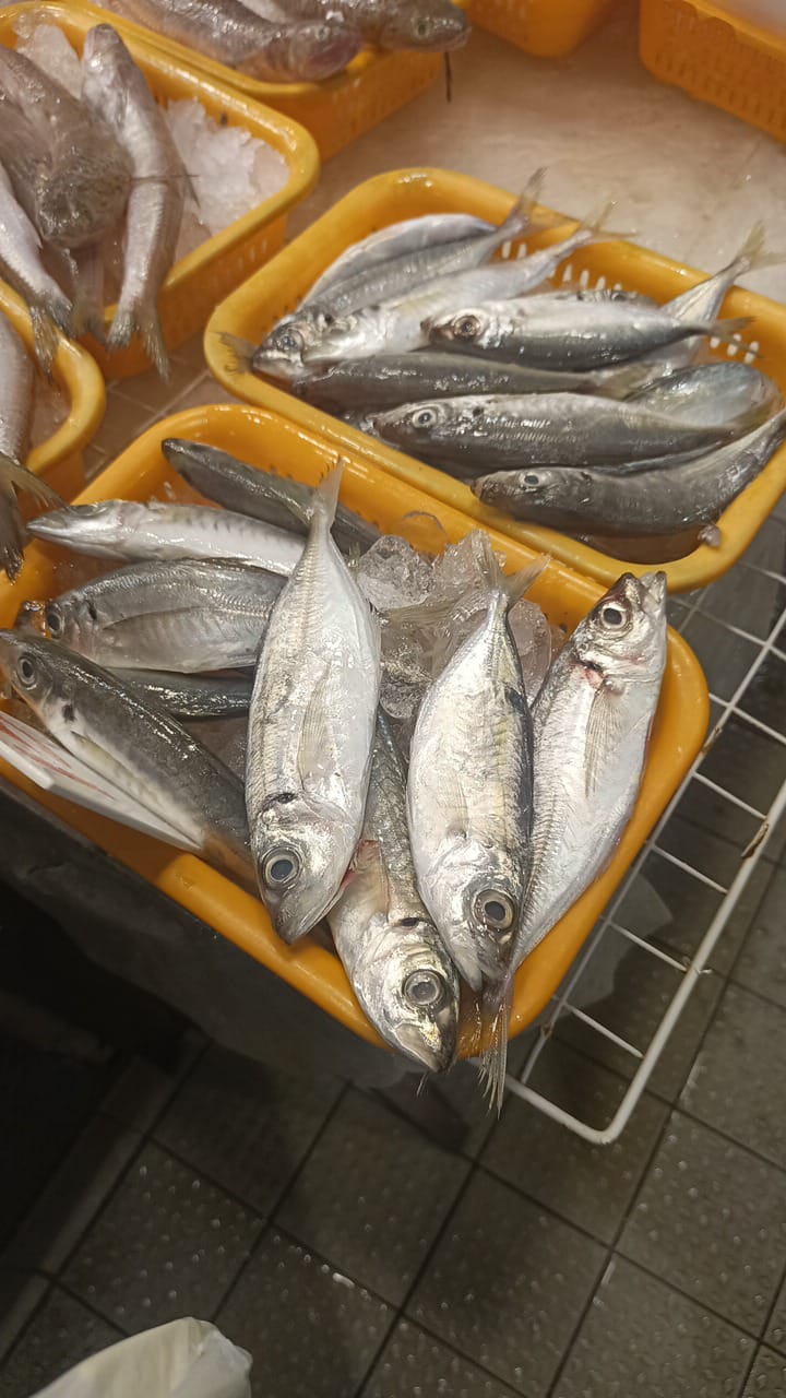 Fish