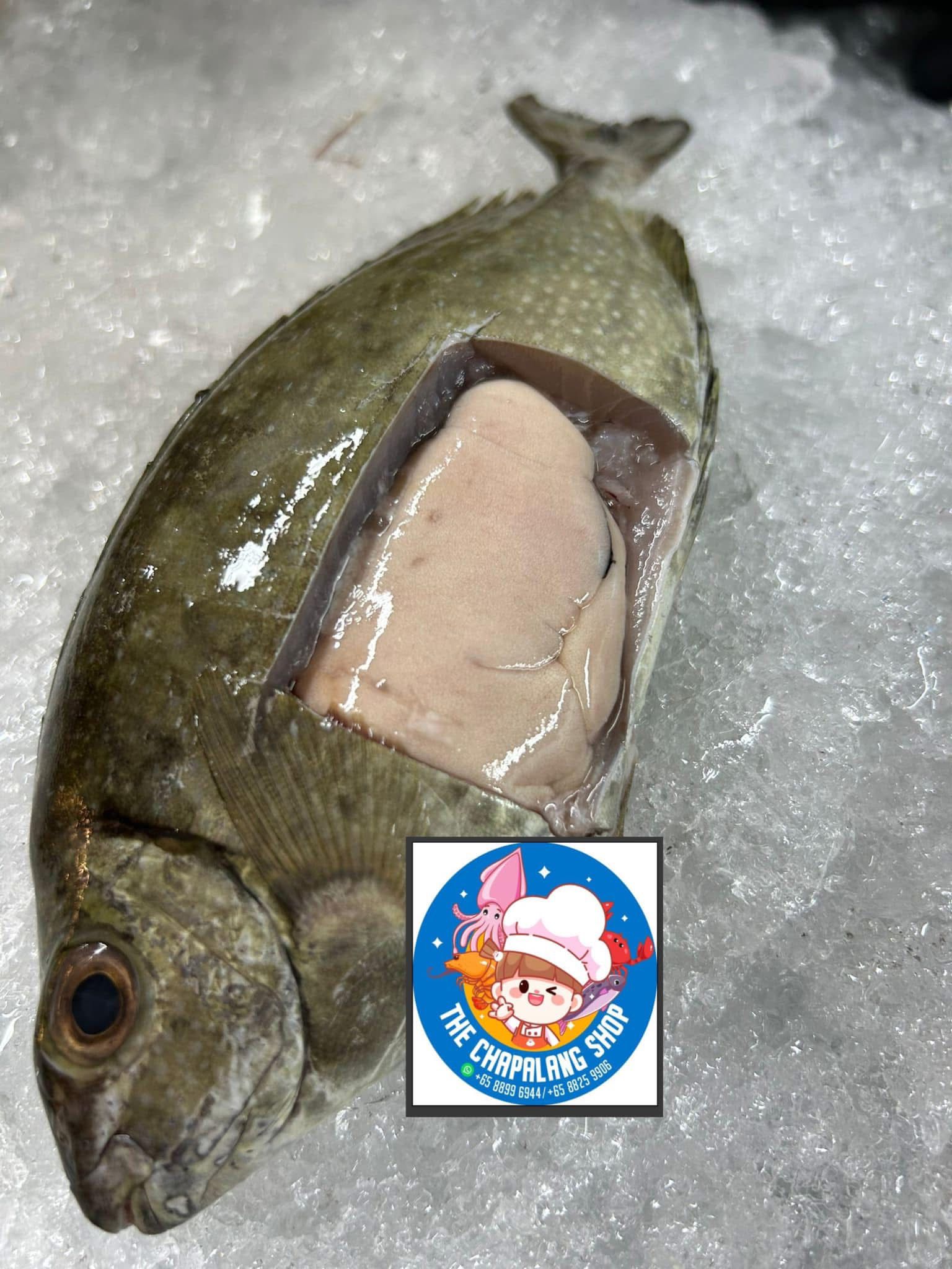 Rabbit Fish_1
