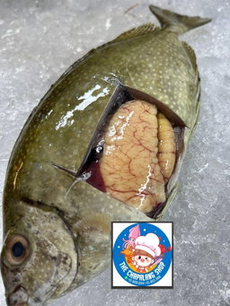 Rabbit Fish